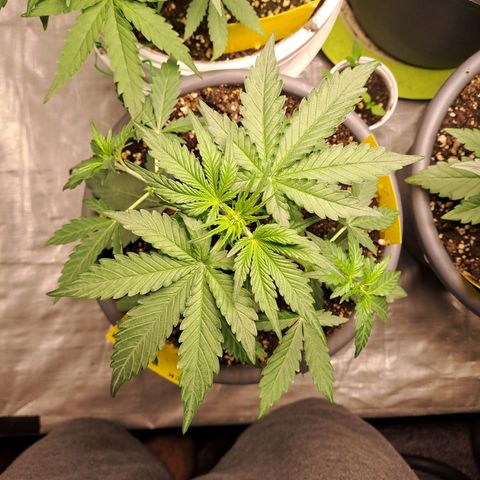 Quick One 1 growlog timeline photo