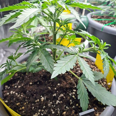 Quick One 1 growlog timeline photo