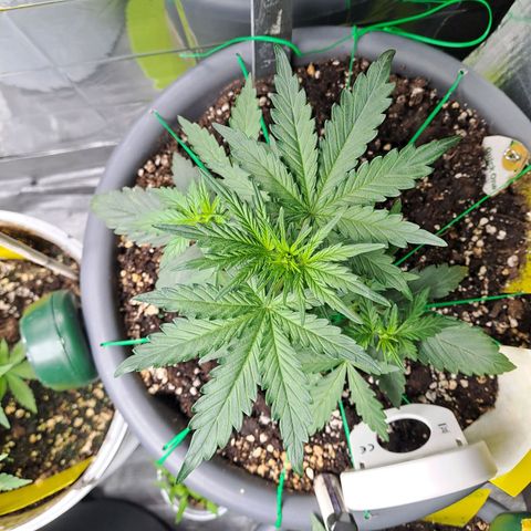 Quick One 3 growlog timeline photo