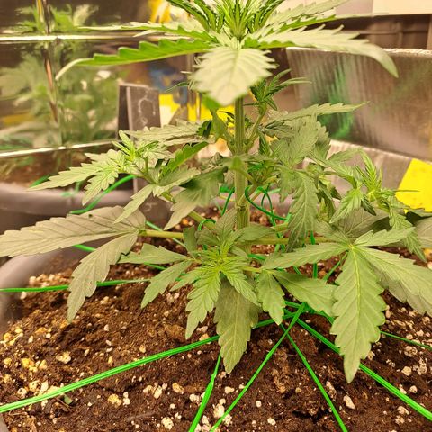 Quick One 3 growlog timeline photo