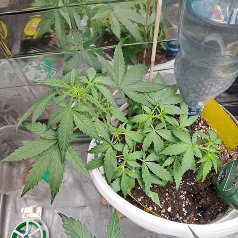 Cookies Gelato Automatic growlog timeline photo
