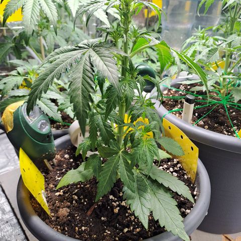 Quick One 2 growlog timeline photo