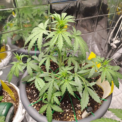 Quick One 3 growlog timeline photo