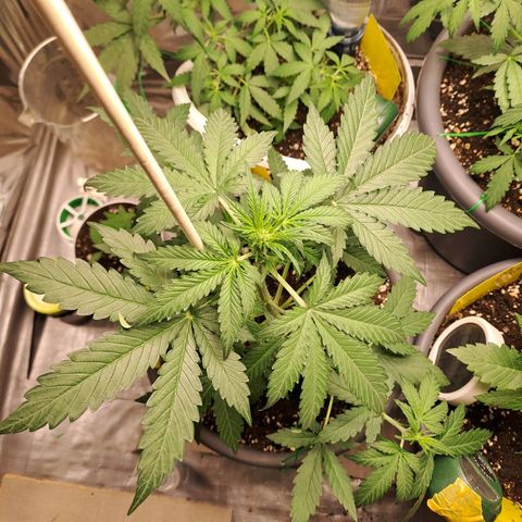 Quick One 1 growlog timeline photo
