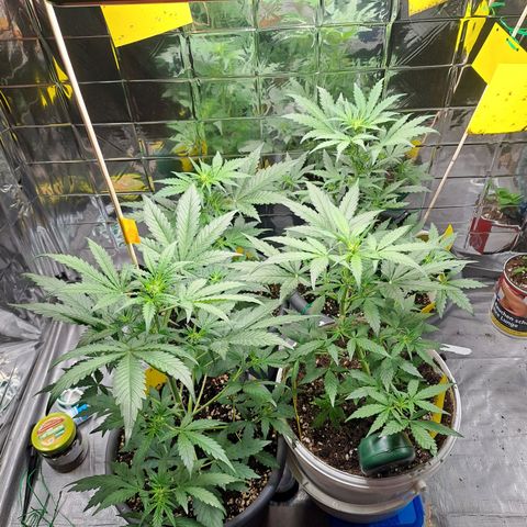 Quick One 3 growlog timeline photo