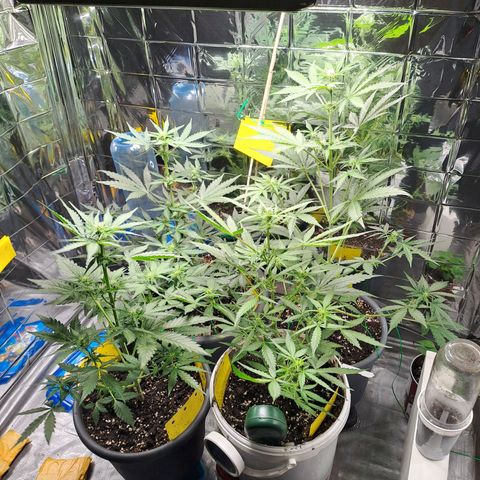 Quick One 3 growlog timeline photo
