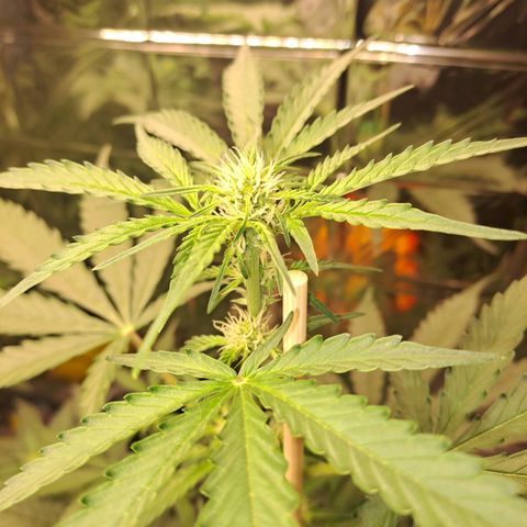 Quick One 1 growlog timeline photo