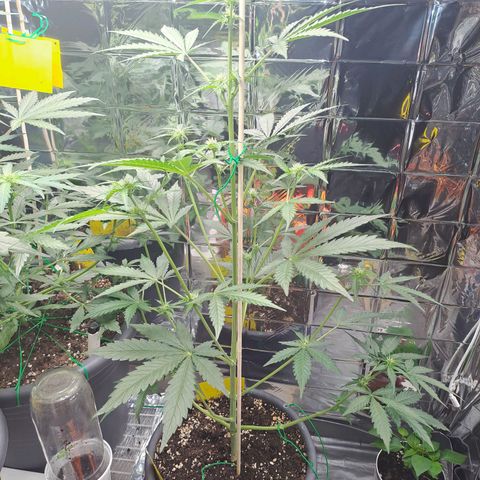 Quick One 1 growlog timeline photo