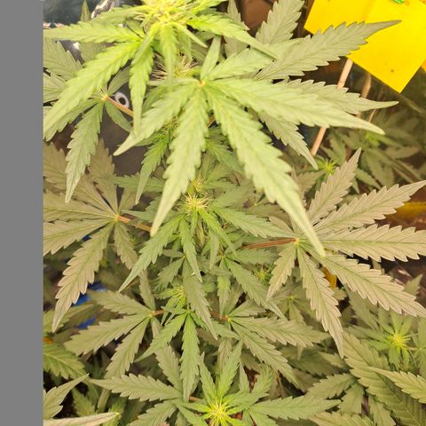 Quick One 3 growlog timeline photo