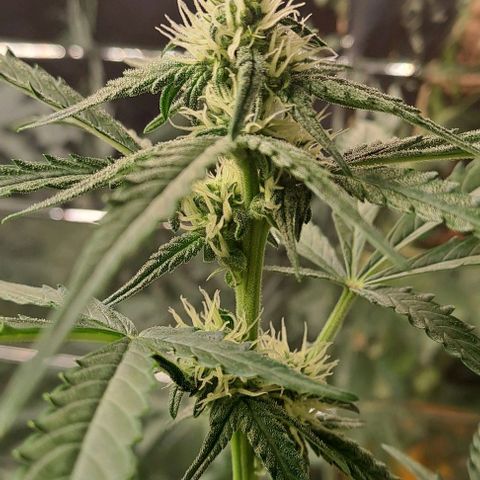 Quick One 3 growlog timeline photo