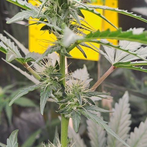 Quick One 3 growlog timeline photo