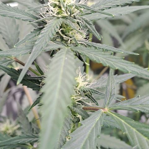 Quick One 3 growlog timeline photo