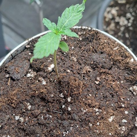 Quick One 3 growlog timeline photo