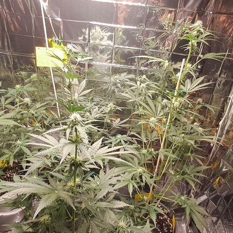 Quick One 3 growlog timeline photo