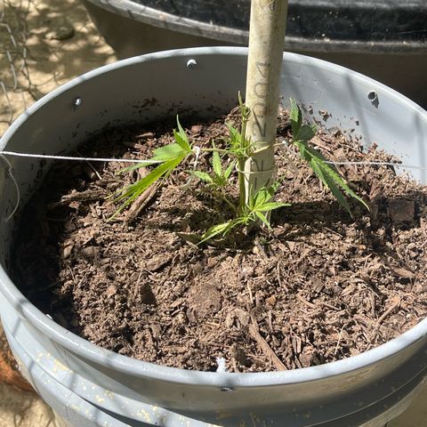 Gorilla Glue #4 growlog timeline photo