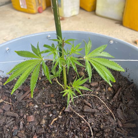 Gorilla Glue #4 growlog timeline photo