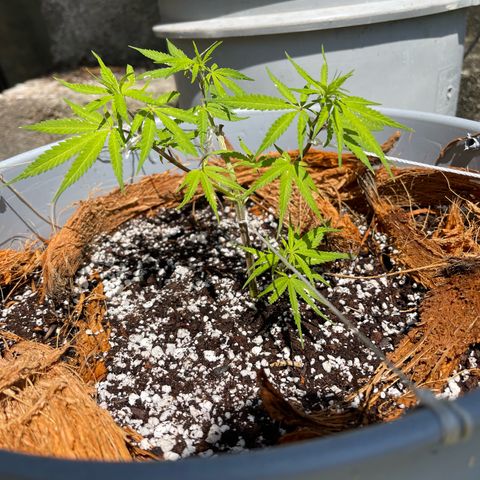 Gorilla Glue #4 growlog timeline photo