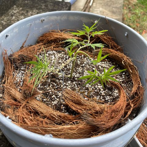 Gorilla Glue #4 growlog timeline photo