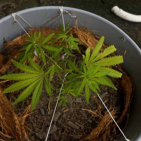 Gorilla Glue #4 growlog photo: Repellant burn as well as low nutrition 
Have not bought compounds as yet 