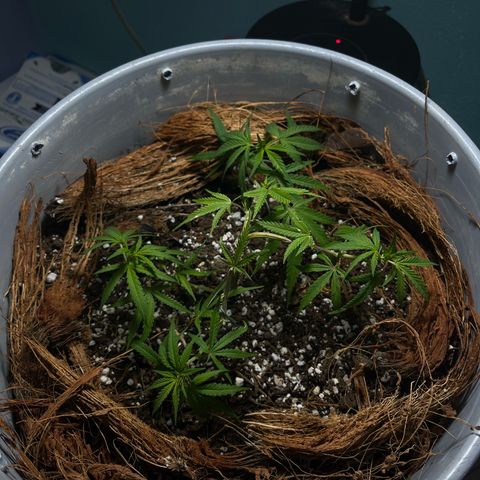 Gorilla Glue #4 growlog timeline photo