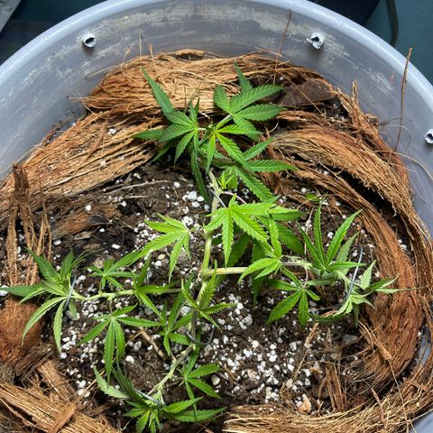 Gorilla Glue #4 growlog timeline photo