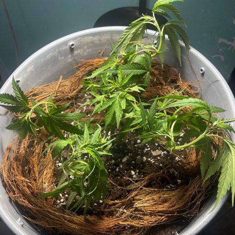 Gorilla Glue #4 growlog photo: Some stretch finally