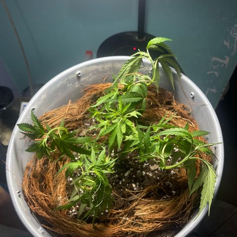 Gorilla Glue #4 growlog photo: Some stretch finally