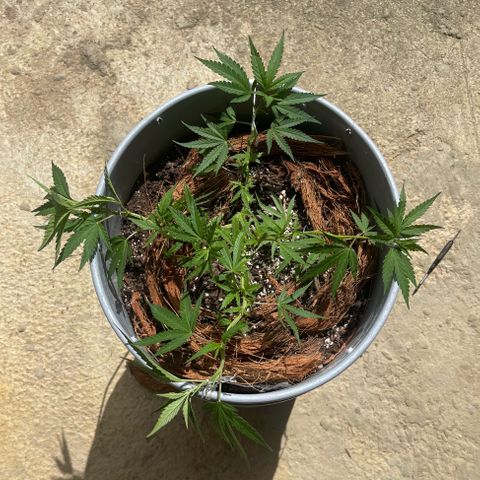 Gorilla Glue #4 growlog timeline photo