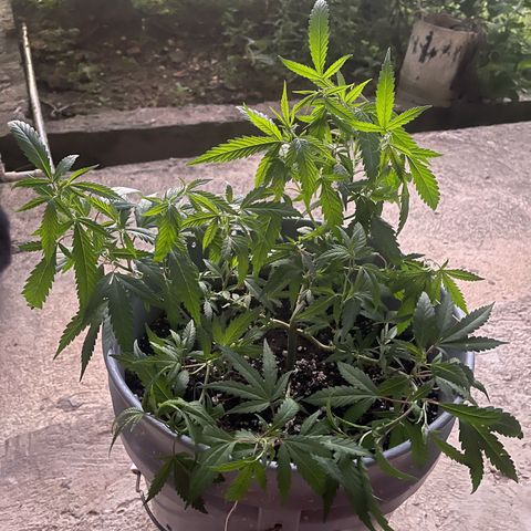 Gorilla Glue #4 growlog timeline photo
