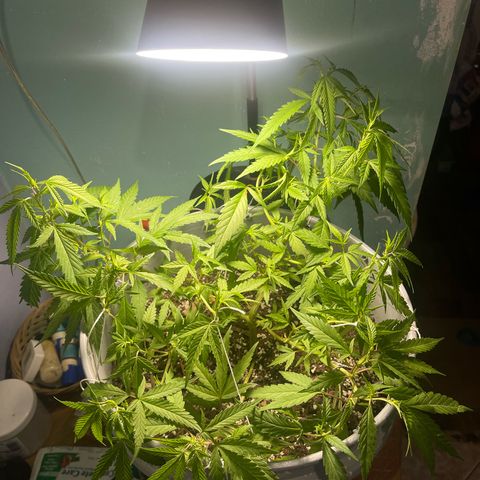 Gorilla Glue #4 growlog timeline photo