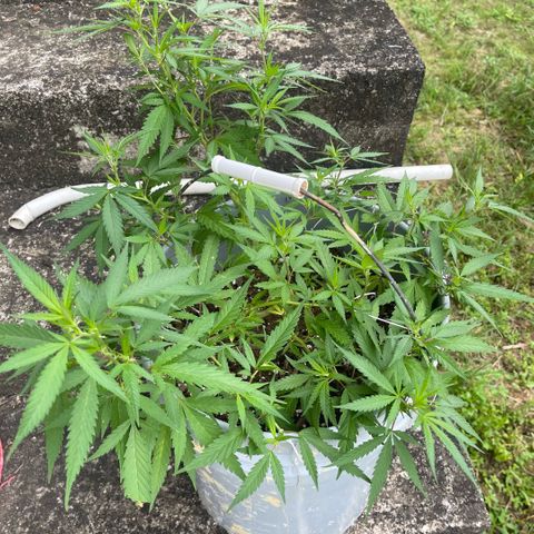Gorilla Glue #4 growlog timeline photo
