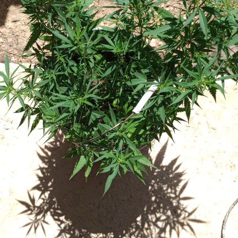 Gorilla Glue #4 growlog timeline photo