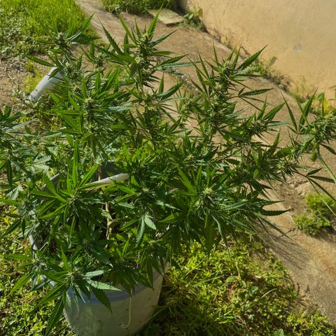 Gorilla Glue #4 growlog timeline photo