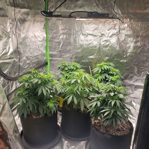 Baked Cake #1 growlog timeline photo