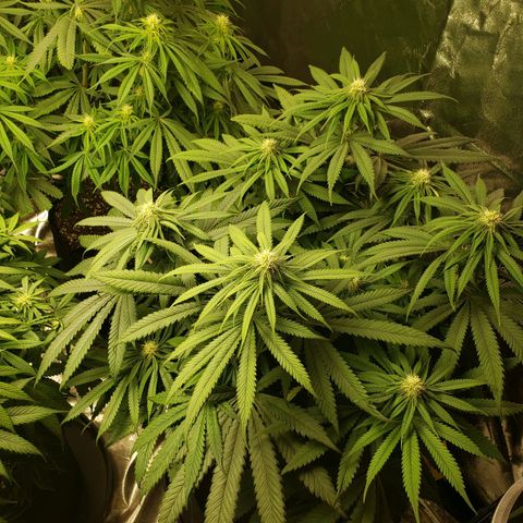 Baked Cake #1 growlog timeline photo