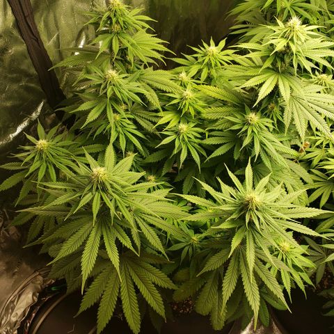 Baked Cake #1 growlog timeline photo