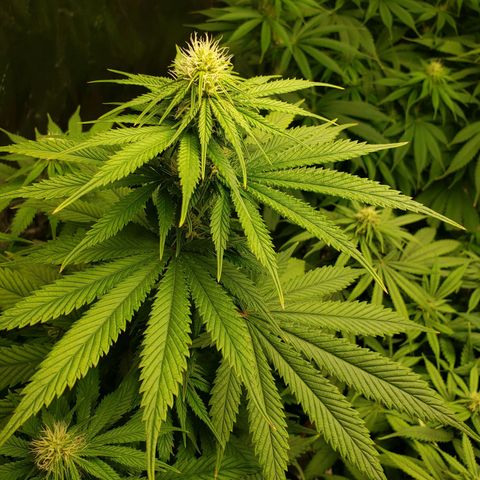Baked Cake #1 growlog timeline photo