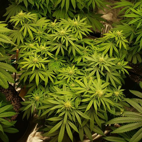 Baked Cake #1 growlog timeline photo