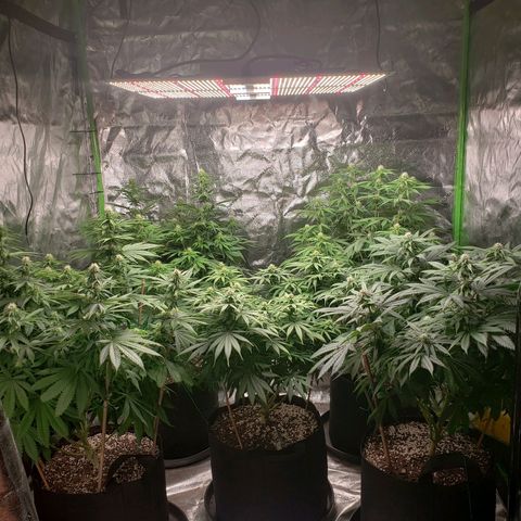 Baked Cake #1 growlog timeline photo
