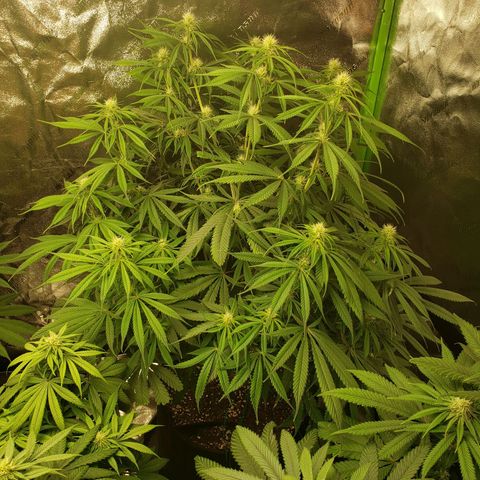 Baked Cake #1 growlog timeline photo