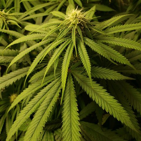 Baked Cake #1 growlog timeline photo