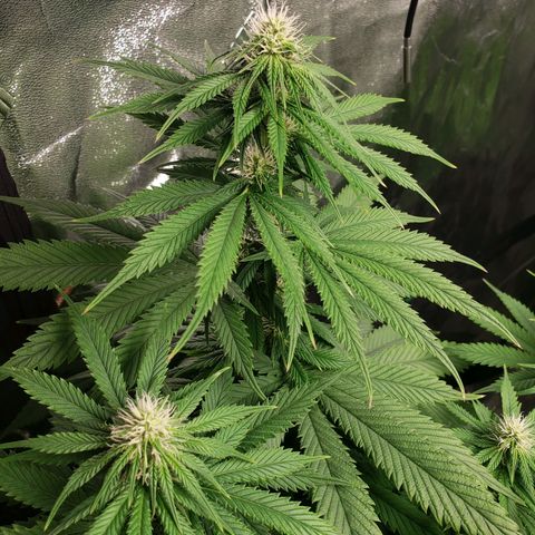 Baked Cake #1 growlog timeline photo