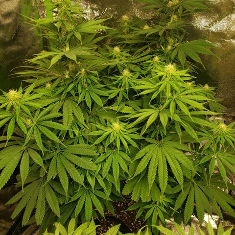 Baked Cake #1 growlog timeline photo