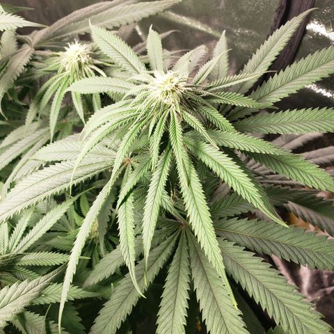 Baked Cake #1 growlog timeline photo