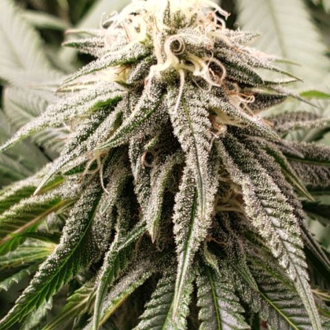 Baked Cake #1 growlog timeline photo