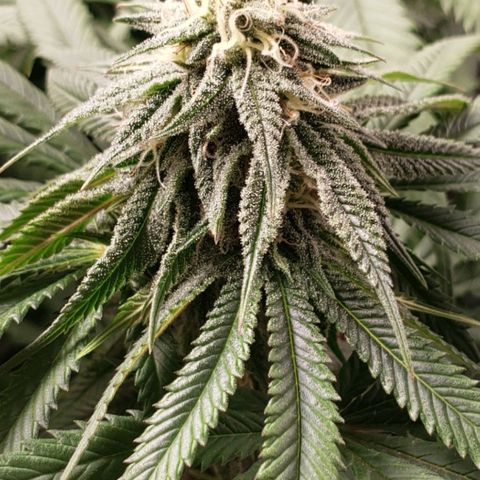 Baked Cake #1 growlog timeline photo