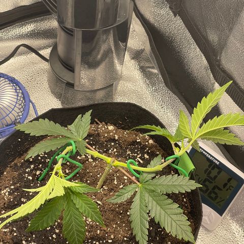 Buttercream Gelato  (First Grow) growlog photo: 2nd LST tie down 