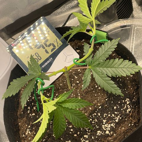 Buttercream Gelato  (First Grow) growlog photo: 2nd LST tie down 