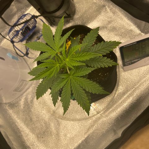 Buttercream Gelato  (First Grow) growlog photo: Pre-mainline