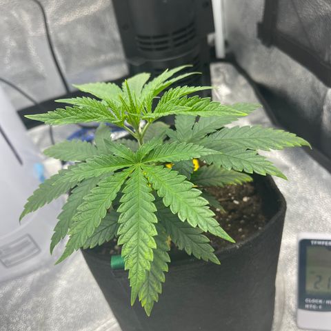 Buttercream Gelato  (First Grow) growlog photo: Pre-mainline